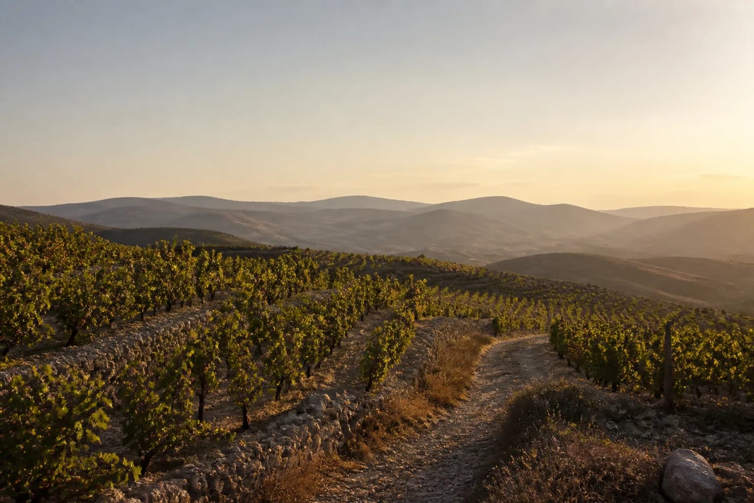 Israeli Vineyard Landscape